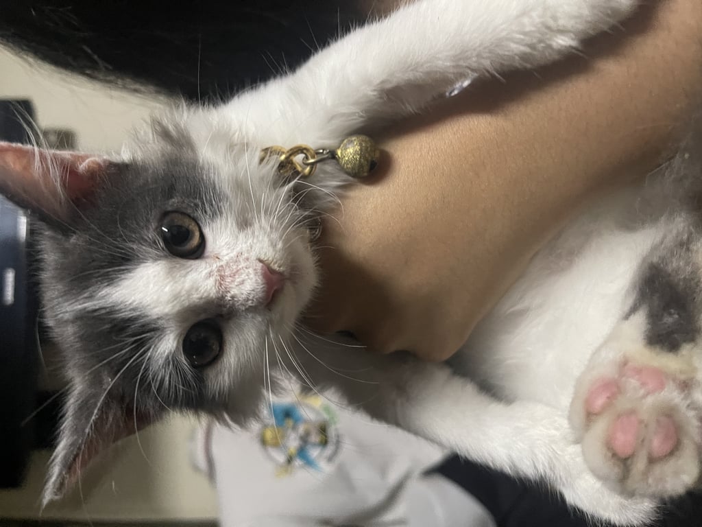 ตามหาเจ้าของแมว 