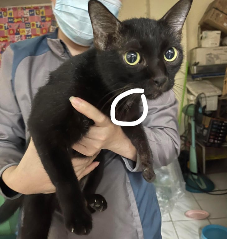 ตามหาเจ้าของแมว สีดำทั้งตัว มีปลอกคอติดมาด้วย