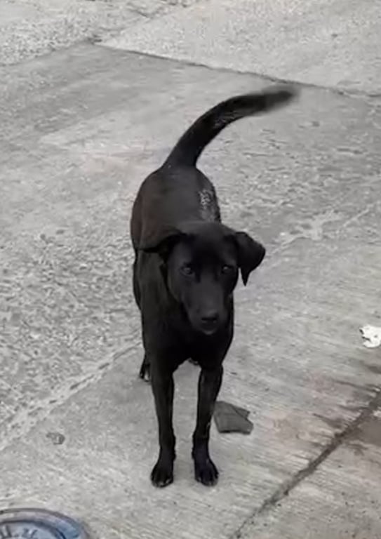 ตามหาเจ้าของหมา สุนัขผอม ตัวเล็ก สีดำ มีปลายเท้ามีสีขาวเล็กน้อย หลงมา ตามหาเจ้าของ