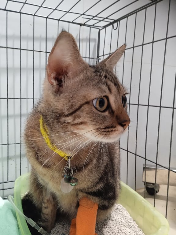 คลินิกรักษาสัตว์เพ็ทโทเปีย (Petopia Animal Clinic)