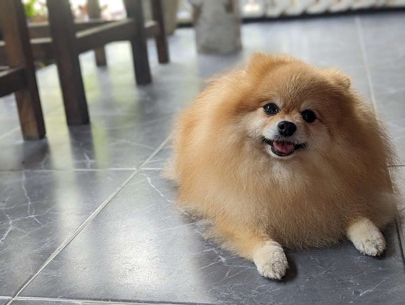 คลินิกหมอเจ้รักษาสัตว์ น่าน บ้านพญาวัด