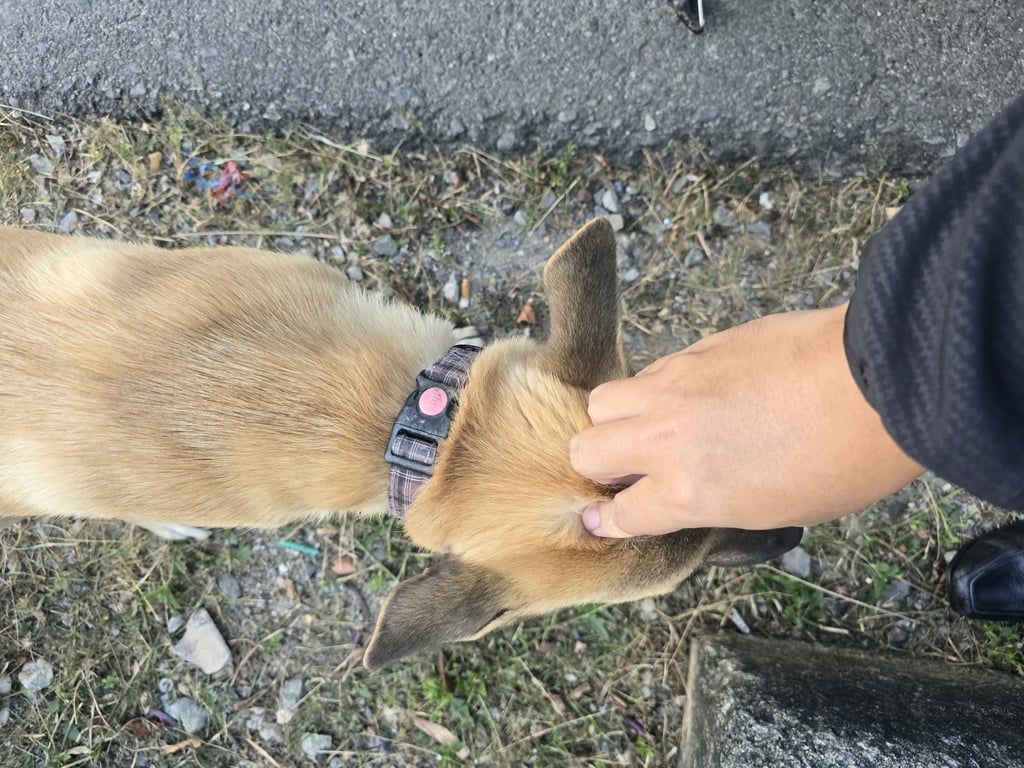 ตามหาเจ้าของหมา 