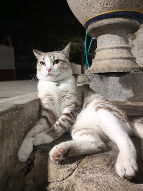 ไอ้ม่อน