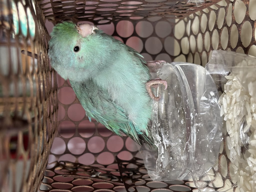 ตามหาเจ้าของนก ลำตัวออกสีฟ้าๆเทาๆ หัวมีสีเขียวแซมๆฟ้า