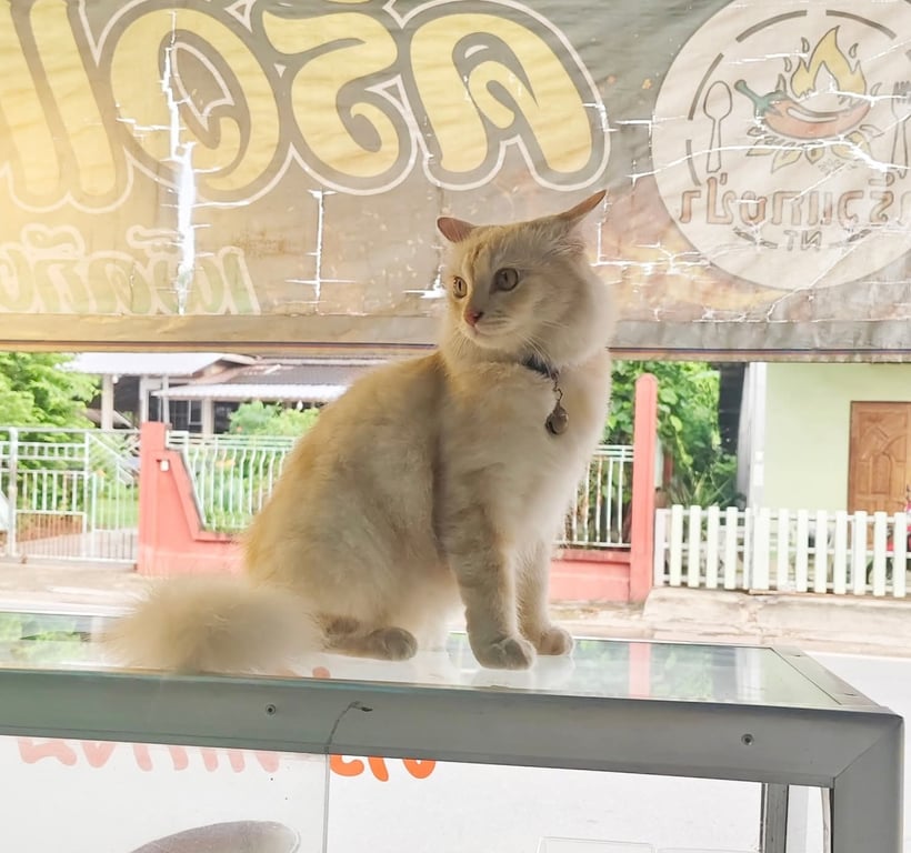 ข้าวสวย