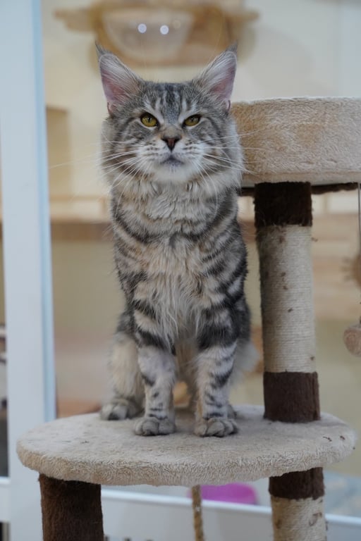 ตามหาเจ้าของแมว น้องอายุ 5-6 ปี เป็นแมวเมนคูนพันธุ์แท้ หางกุด ถูกผ่าตัดไป
ต้องการหาบ้าน ในกรุงเทพ มีกำลัง เลี้ยงน้องได้ ดูแลน้องดี ใจดี รักแมว
Line : jenjenz_kitty