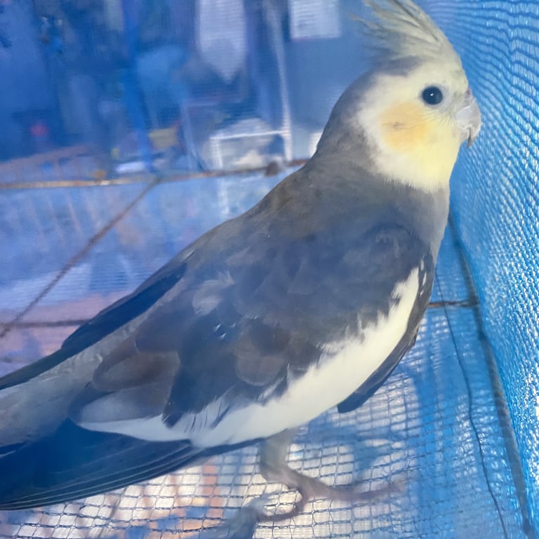 ตามหาเจ้าของนก 