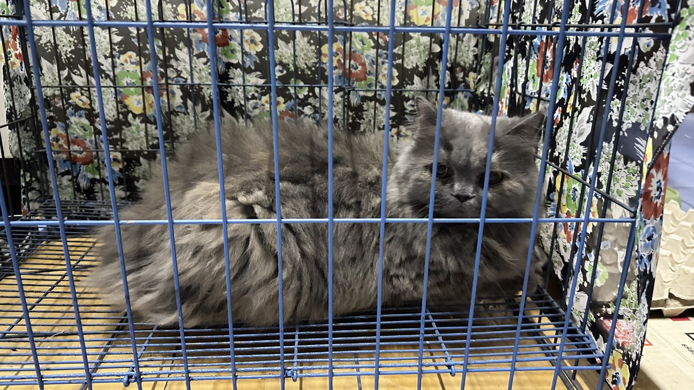 ตามหาเจ้าของแมว 