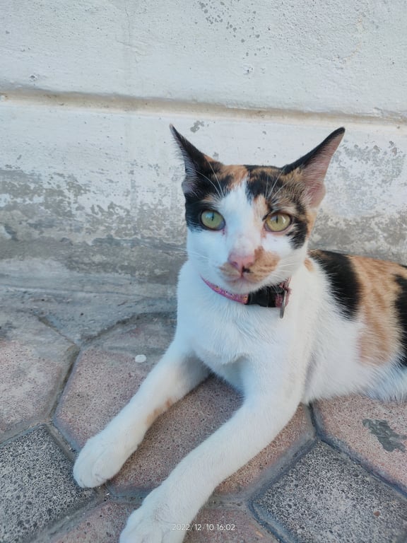 ตามหาเจ้าของแมว 