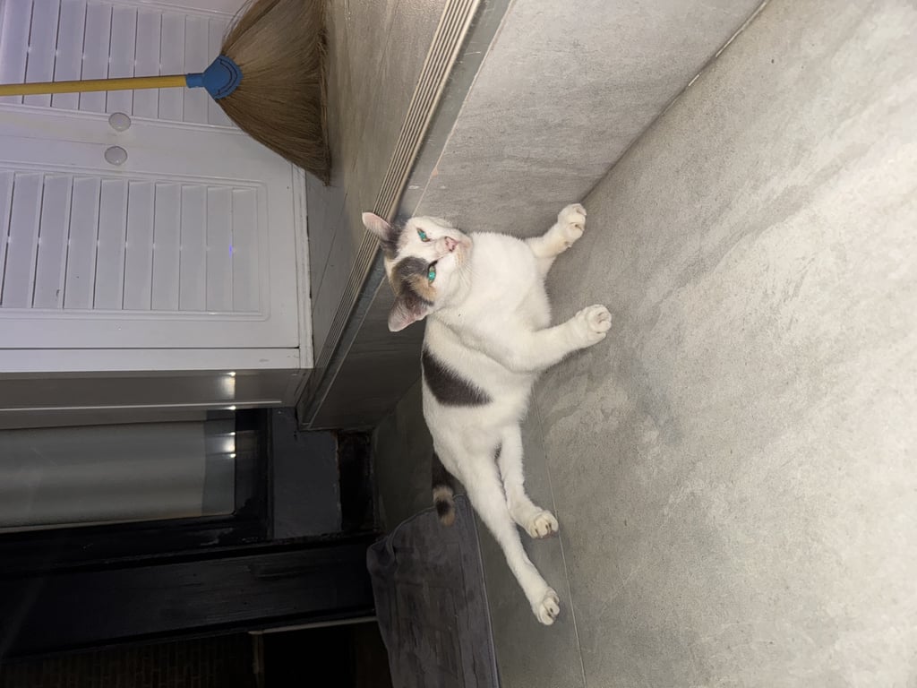 ตามหาเจ้าของแมว ขี้อ้อนมาก