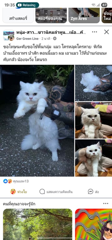 ตามหาเจ้าของแมว ตาสีฟ้า