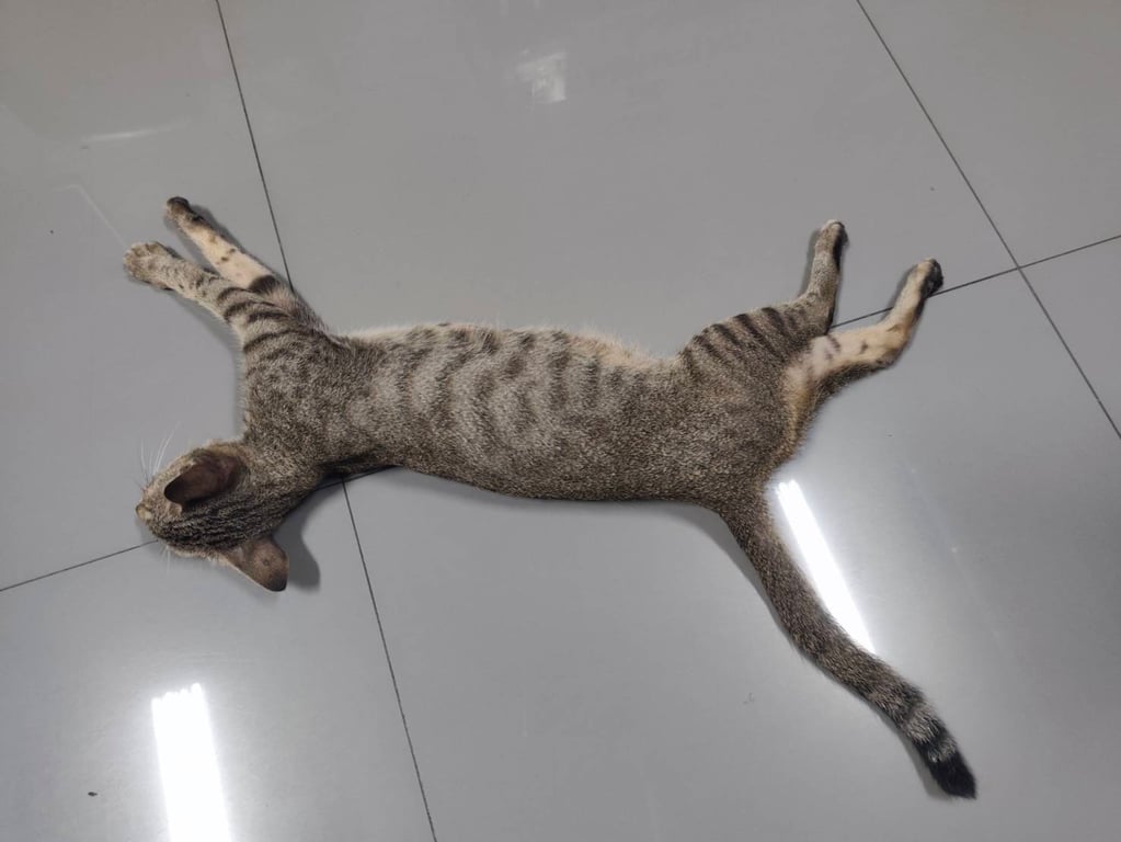 เหมียว