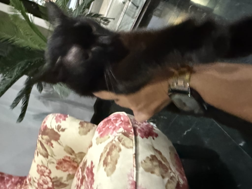 ตามหาเจ้าของแมว 