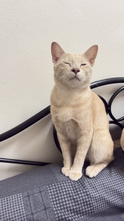 ตามหาเจ้าของแมว ยังไม่ทำหมัน เรียบร้อย อายุไม่ถึง1ปี