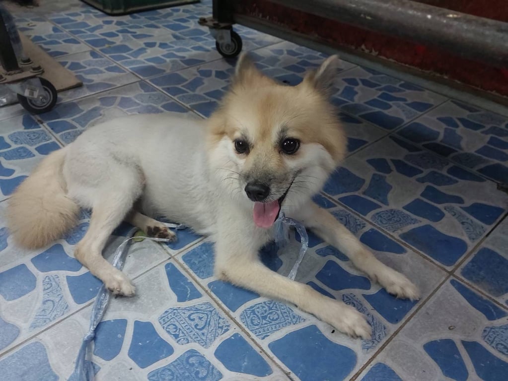 ตามหาเจ้าของหมา เจอถนนขวาง คนในหมูาบ้านจอมทองเห็นวิ่งมาจากซอย 10