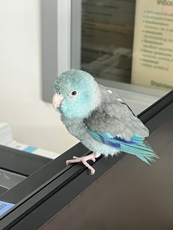 ตามหาเจ้าของนก สีฟ้า เทา