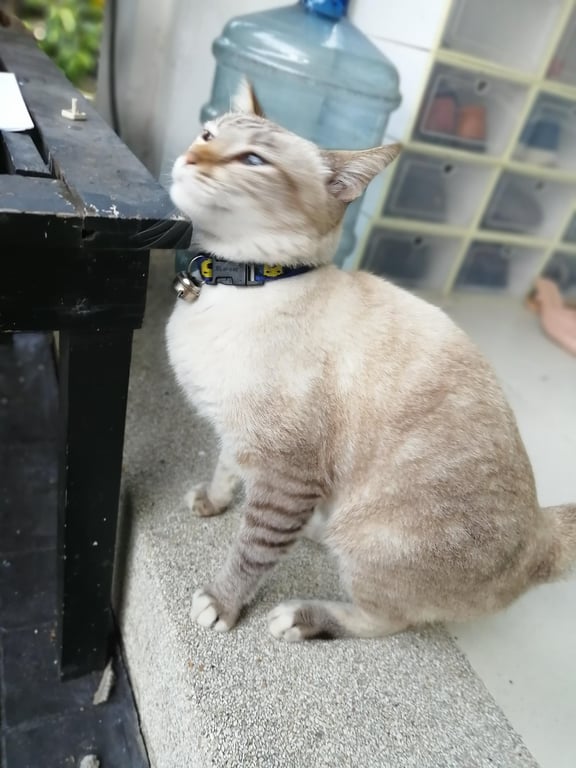 ตามหาเจ้าของแมว ตาสีฟ้า ปลอกคอสีน้ำเงิน