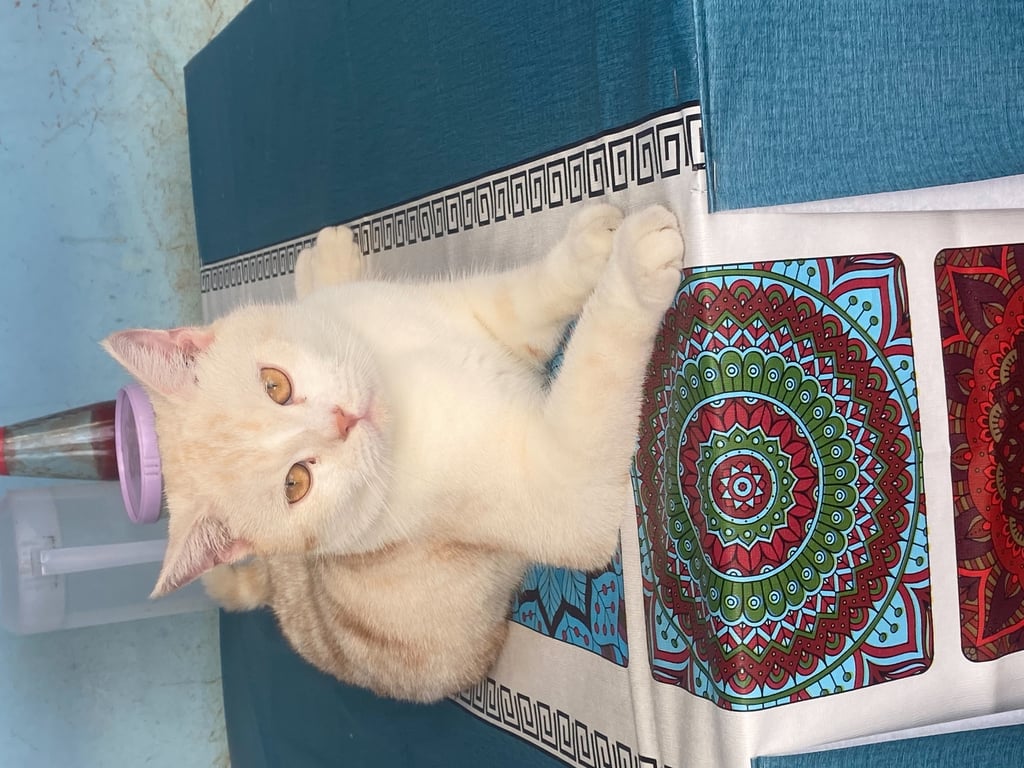 ตามหาเจ้าของแมว 