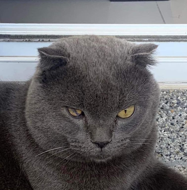 ตามหาเจ้าของแมว พิการตาซ้าย 
ขนสีบลูทั้งตัวไม่มีตำหนิ
หูสั้น