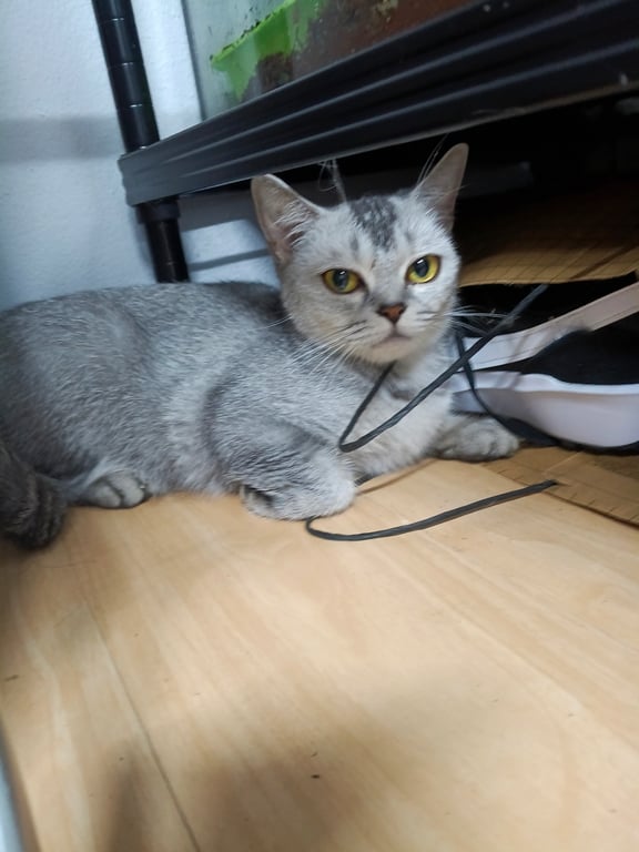 ตามหาเจ้าของแมว น้องตัวเมียตัวตนผู้ไล่ มีลายสีเข้มที่หัว เป็นสี silver ขาวเทาลายสลิด