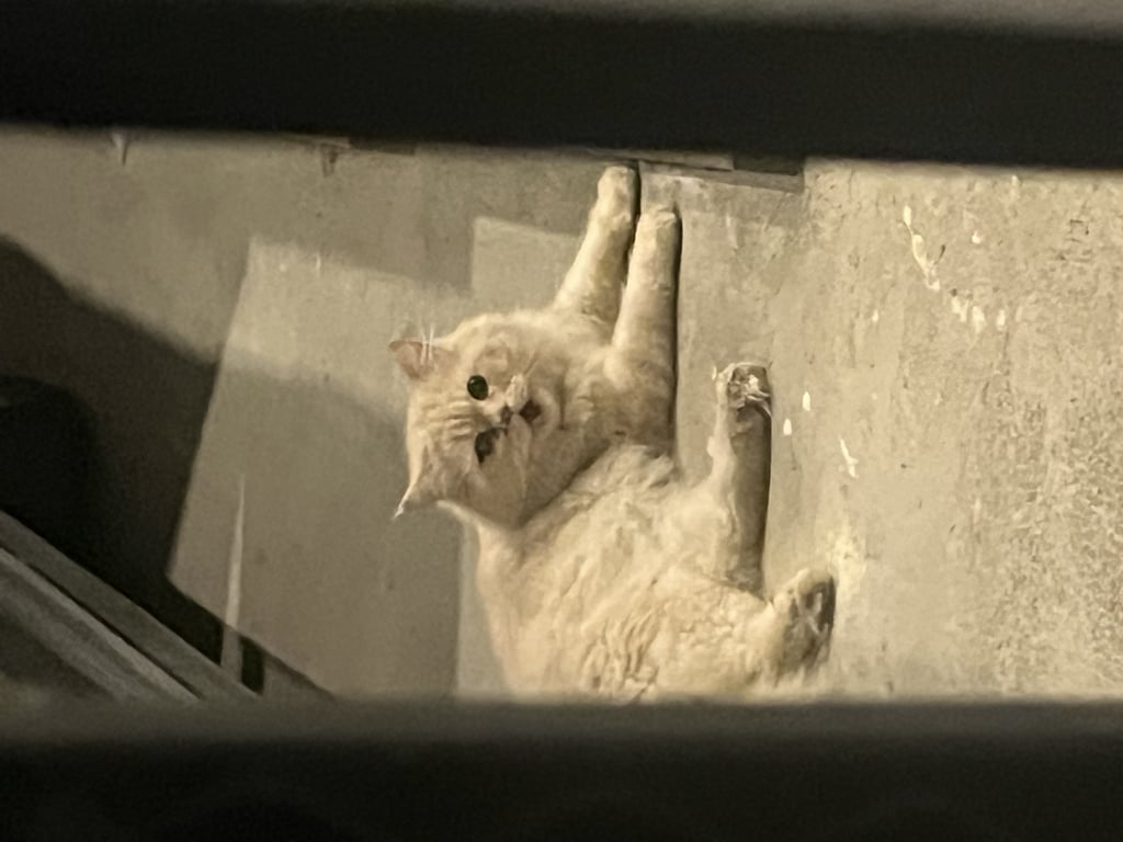 ตามหาเจ้าของแมว 