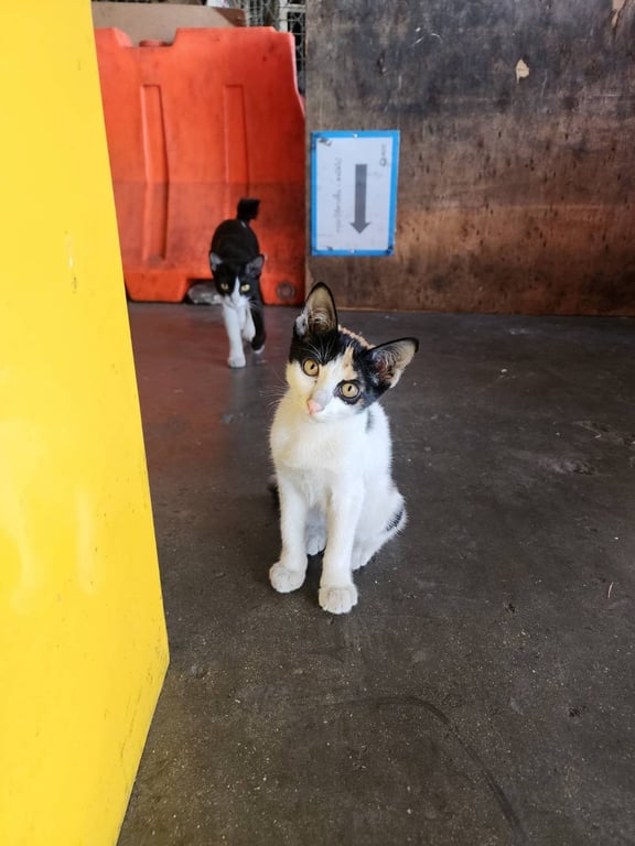 ตามหาเจ้าของแมว น้องตัวสุดท้ายแล้ว พี่น้องได้บ้านหมดแล้ว น้องกำลังซน ชอบเล่น ติดคน กำลังคึกๆดีดๆเลยค่ะ