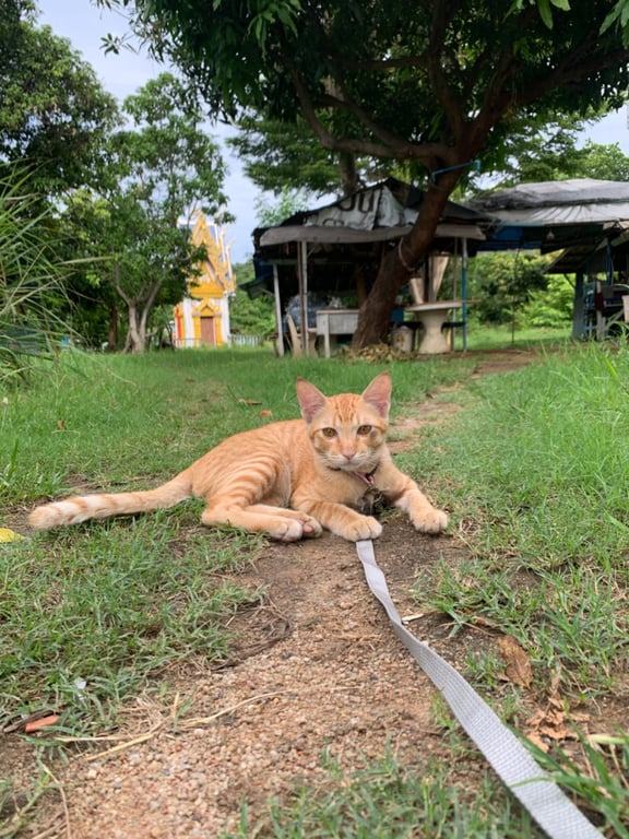โบนัส