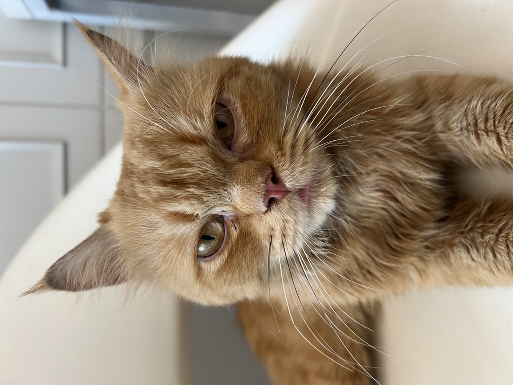 ตามหาเจ้าของแมว 