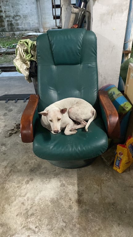 ตามหาเจ้าของหมา น้องมีเบอร์ในหู 65  ขี้เล่น