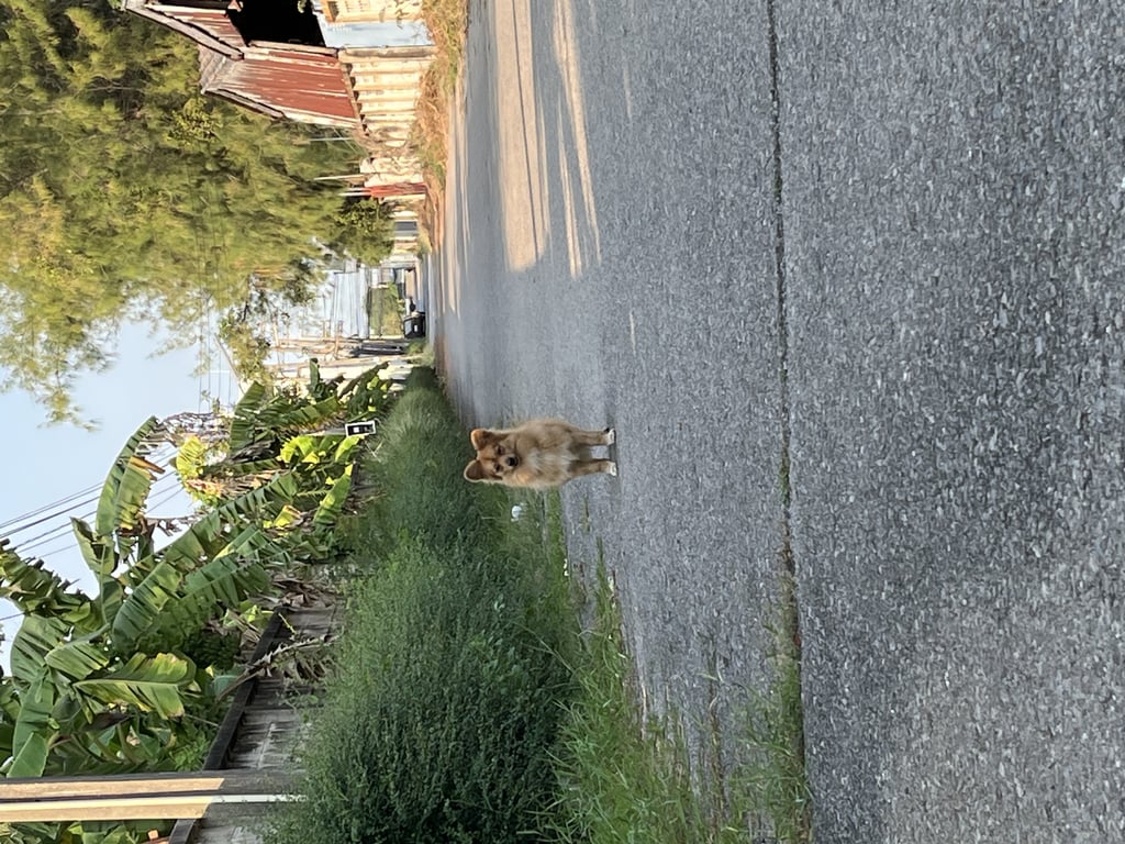 ตามหาเจ้าของหมา หูตั้ง