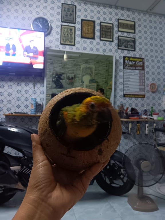 กีวี่