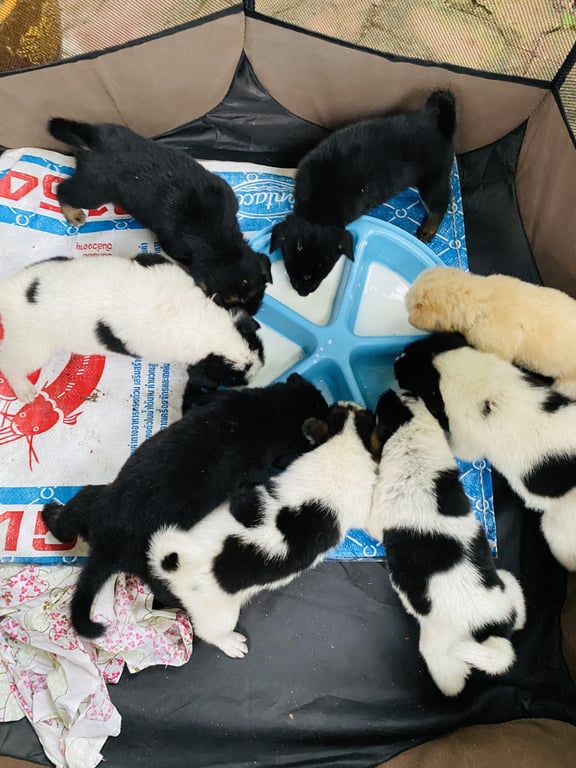 ตามหาเจ้าของหมา ขอคนที่รักน้องจริงๆคะ