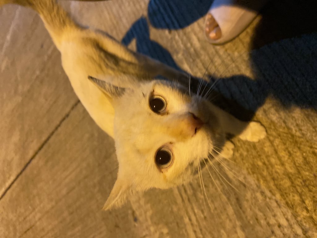 ตามหาเจ้าของแมว ตัวสีขาว มีสีเหลืองๆแซมๆ น้องยังไม่ได้ทำหมัน ตัวผู้ค่ะ