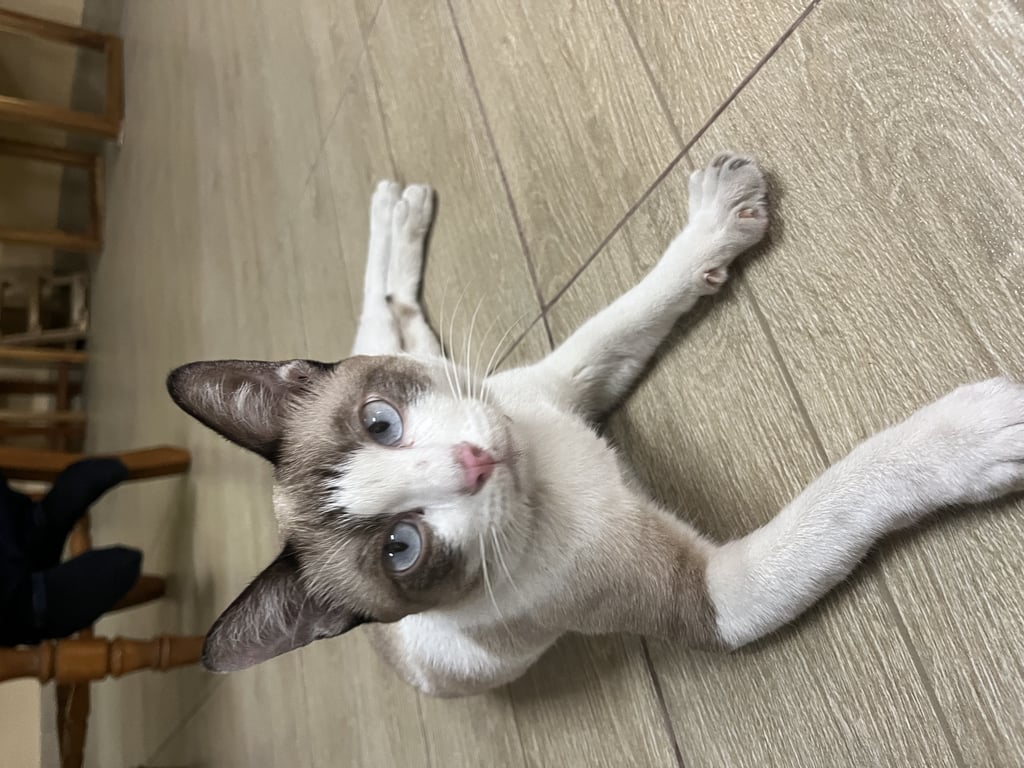 ตามหาเจ้าของแมว ตามหาเจ้าน้องแมว