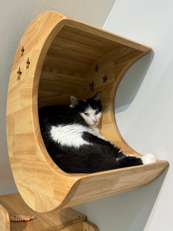 Pet Corner รักษาสัตว์ เชียงราย
