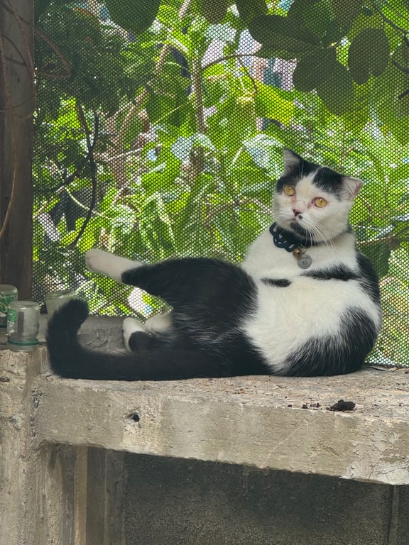 ออร์ก้า