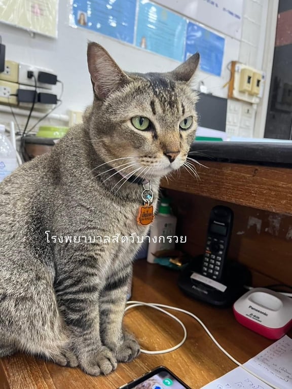 เสี่ยโชค