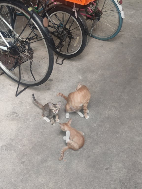 ตามหาเจ้าของแมว อายุ 2 เดือน ทำวัคซีนพิษสุนัขบ้าแล้ว ต้องการบ้านที่เลี้ยงระบบปิด พาไปส่งให้ได้