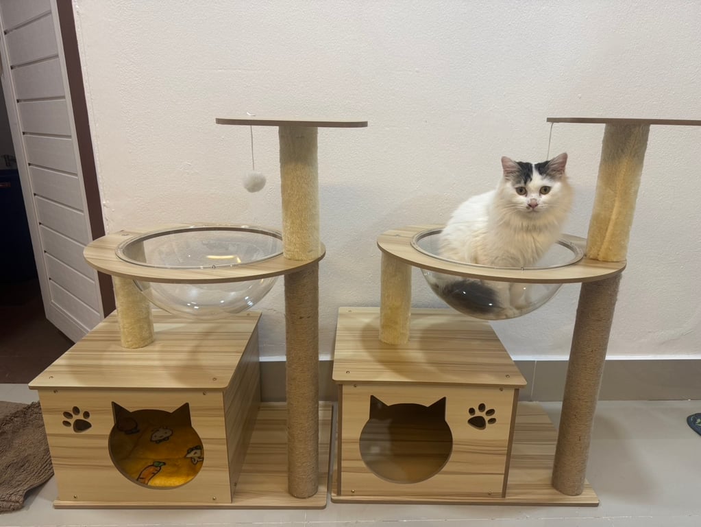 ชานม