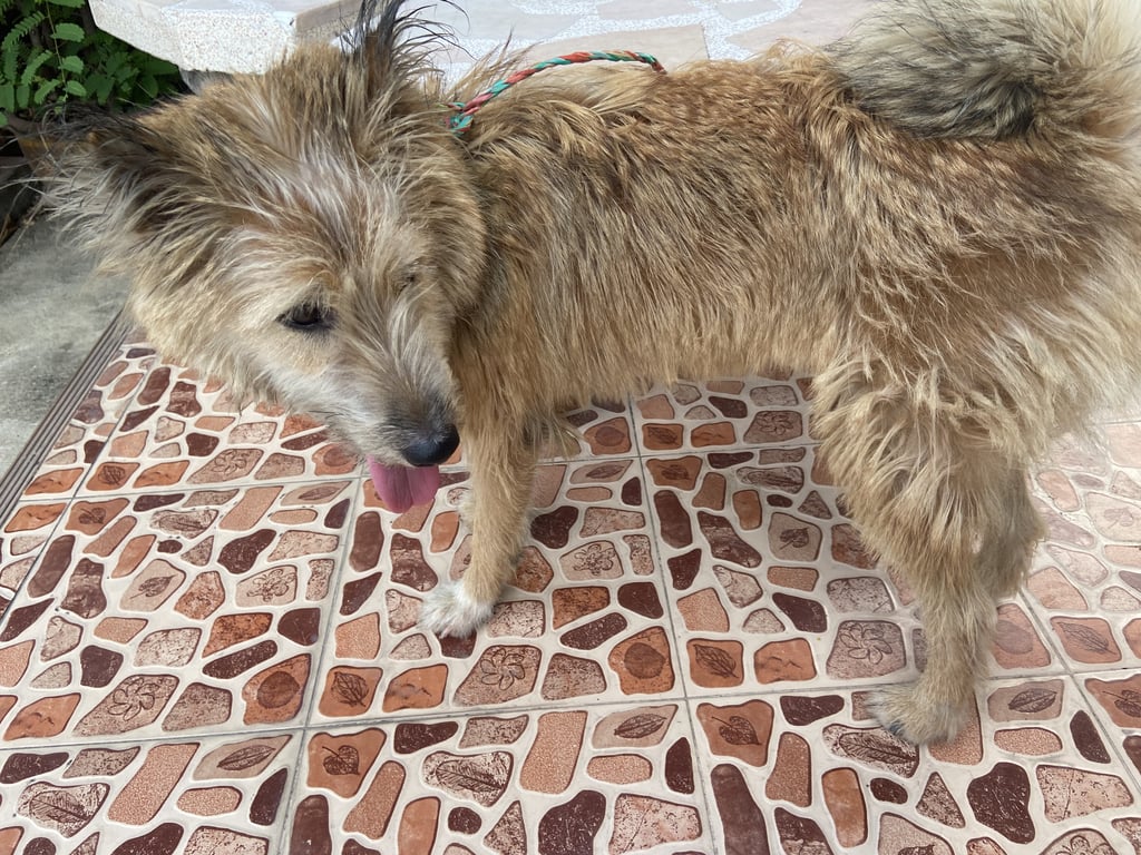 ตามหาเจ้าของหมา ขนยาวสีน้ำตาล