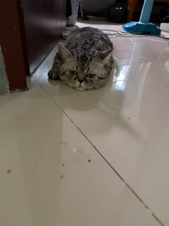 แซลม่อน