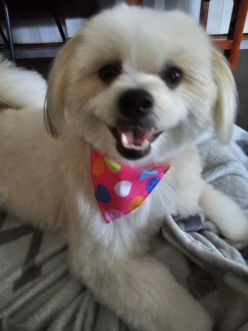 ซูก้าร์