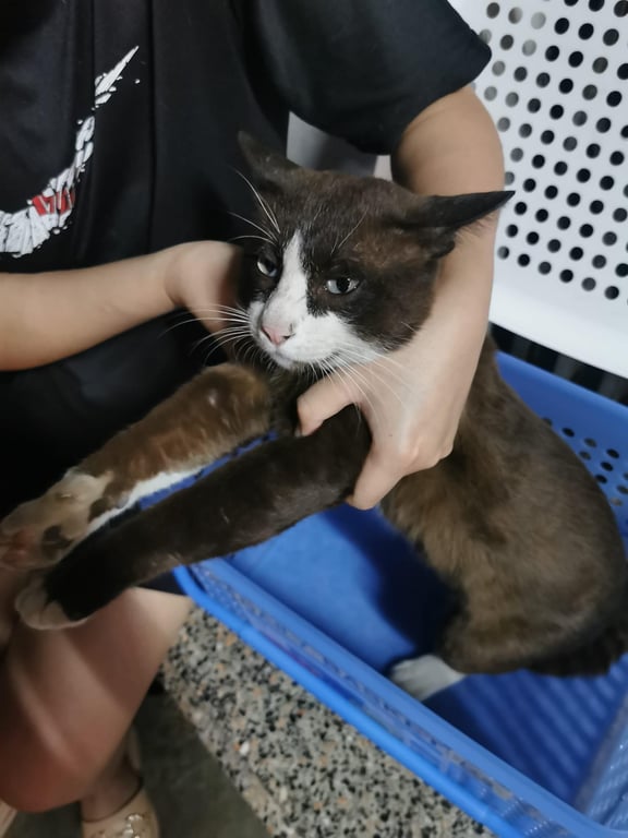 ตามหาเจ้าของแมว เพศผู้ สีน้ำตาล ท้องขาว หัวโต