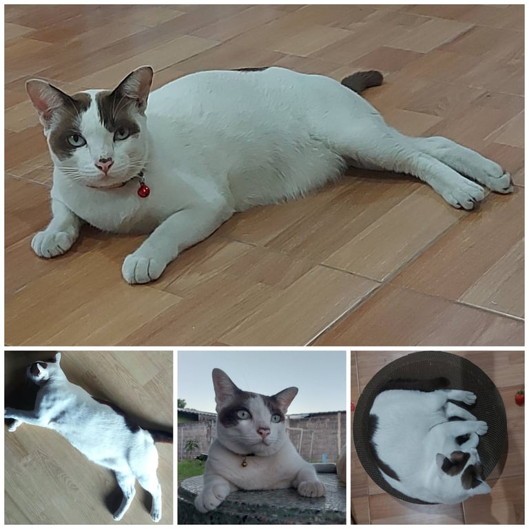 ซาซ่า
