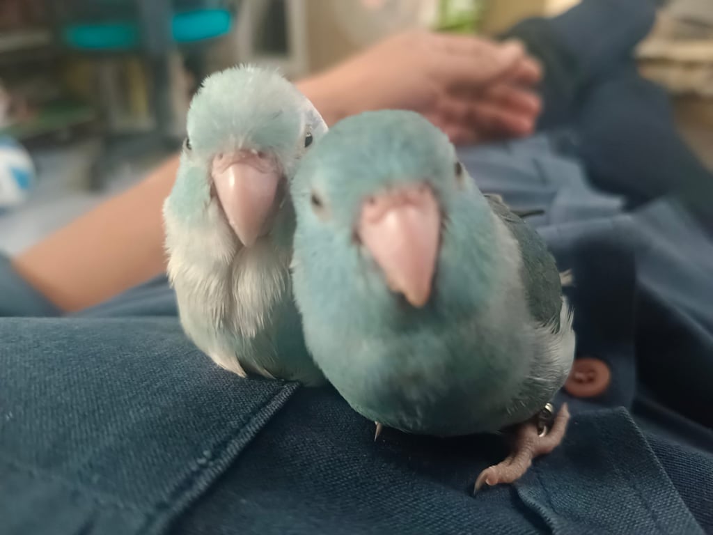 ชาร์ค
