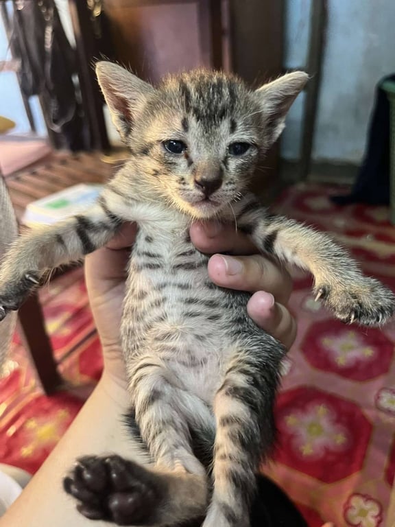 ตามหาเจ้าของแมว หาผ้อุปการะ ด่วน!! ก่อนถูกเอาไปปล่อยเพราะขี้เยี่ยวเหม็นมาก เจ้าของบ้านบ่นแล้ว หากไม่ได้บ้านคงถูกนำไปปล่อย

เมีย(สลิด)
ลาดกระบัง โทรหรือไลน์ 0969147526
คัดบ้าน