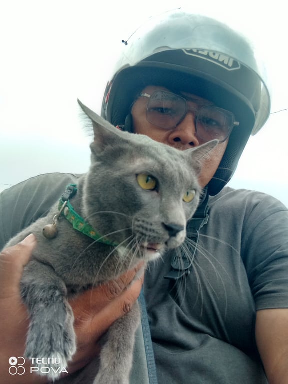 ตามหาเจ้าของแมว 