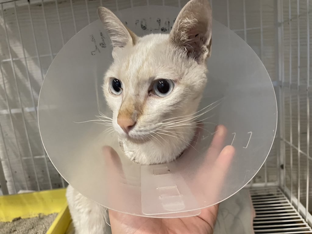 ตามหาเจ้าของแมว สีขาว ตาฟ้า  น้องขาซ้ายกระเผลก  หางสั้นป้อมๆ