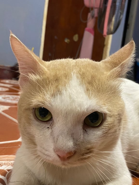ส้มเช้ง