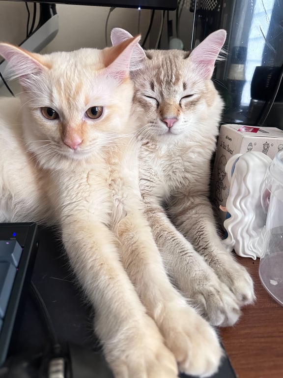 ตามหาเจ้าของแมว ตัวผู้ 2 ยังไม่ทำหมันค่ะ เดือนนี้ครบ 1 ปี ชื่อ ลีออง กับ ลูเซียง